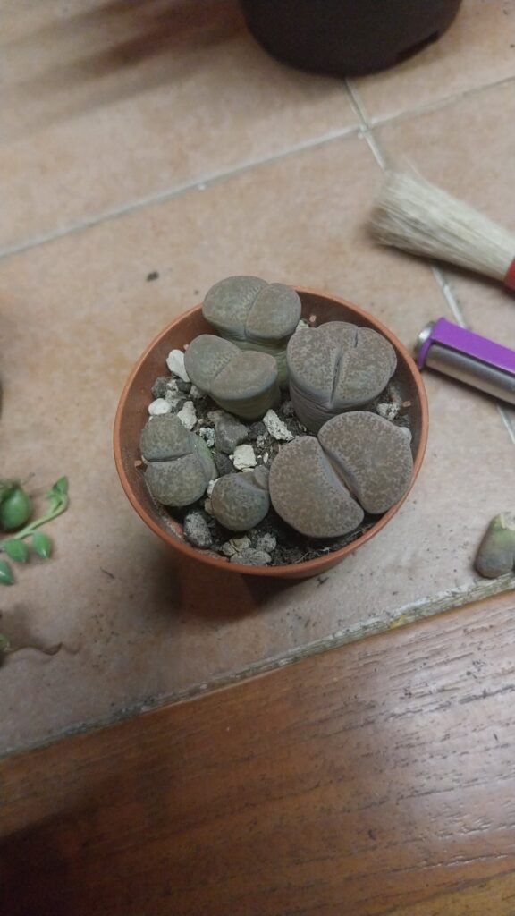 Why are lithops so complicated :(
