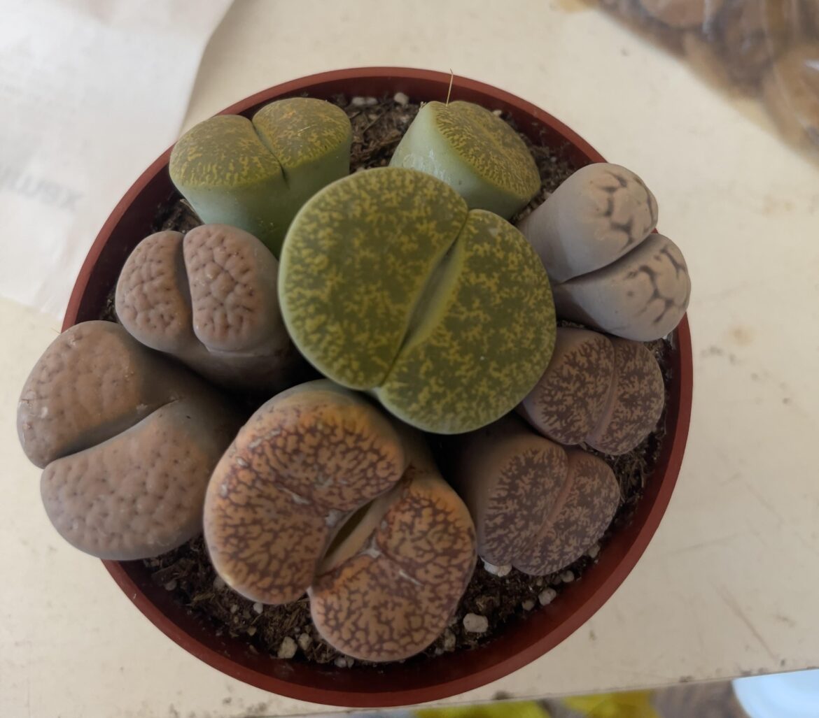 Precious find
