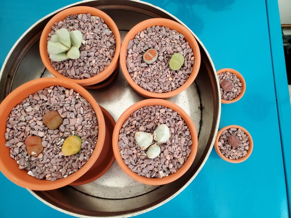 Newly potted purchases