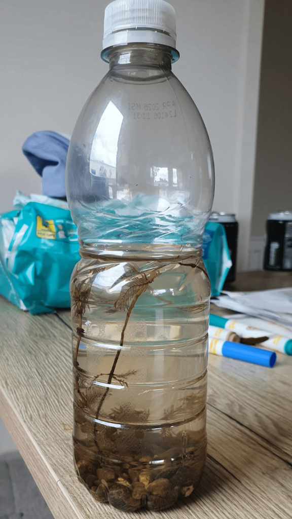 On holiday and snatched some lake water. How can I keep this alive? On holiday and snatched some lake water. How can I keep this alive?