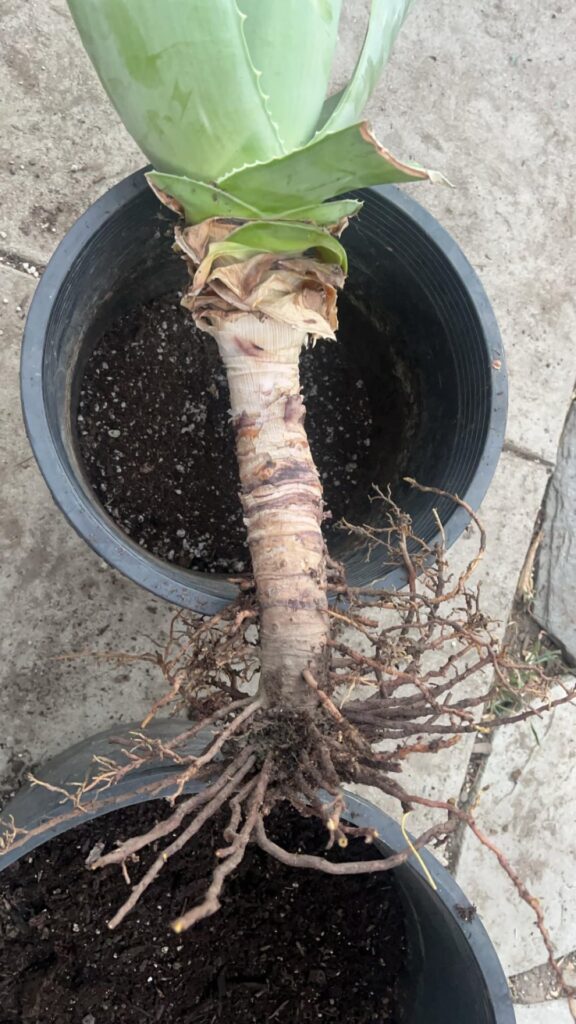 Advice on my aloe Vera roots ?