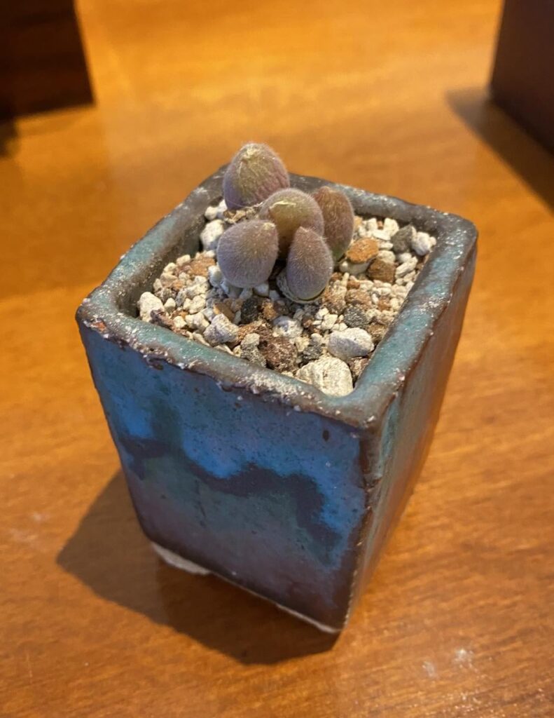 In love with new arrival!