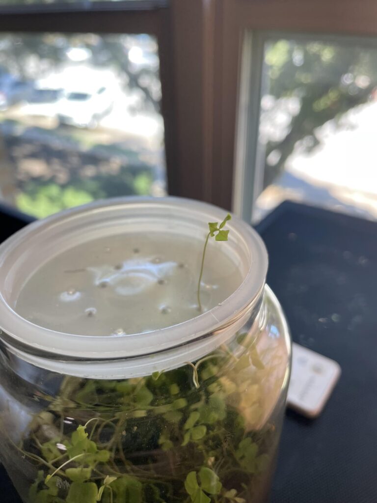 Life uh, finds a way Life uh, finds a way