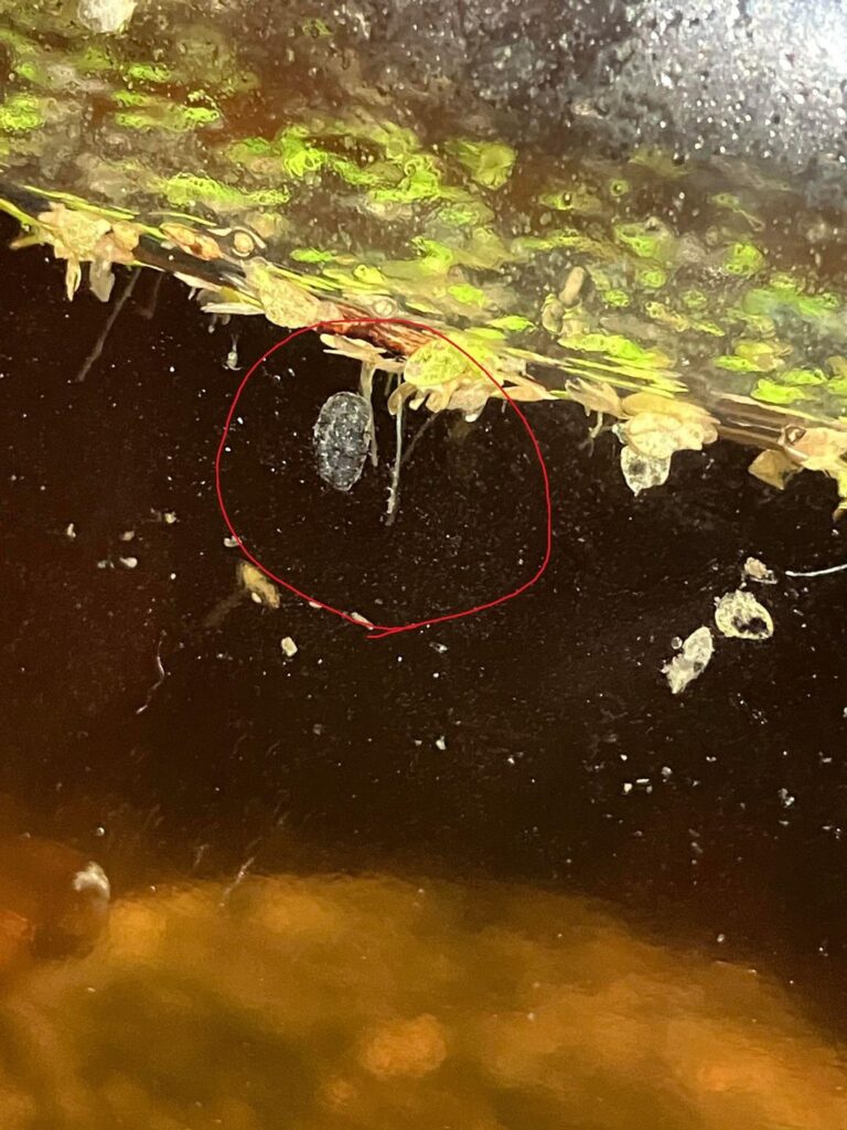Jar update & looking for an ID on eggs