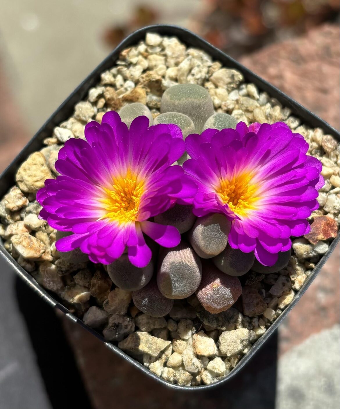 Frithia pulchra flowers. Holy shit they’re amazing!