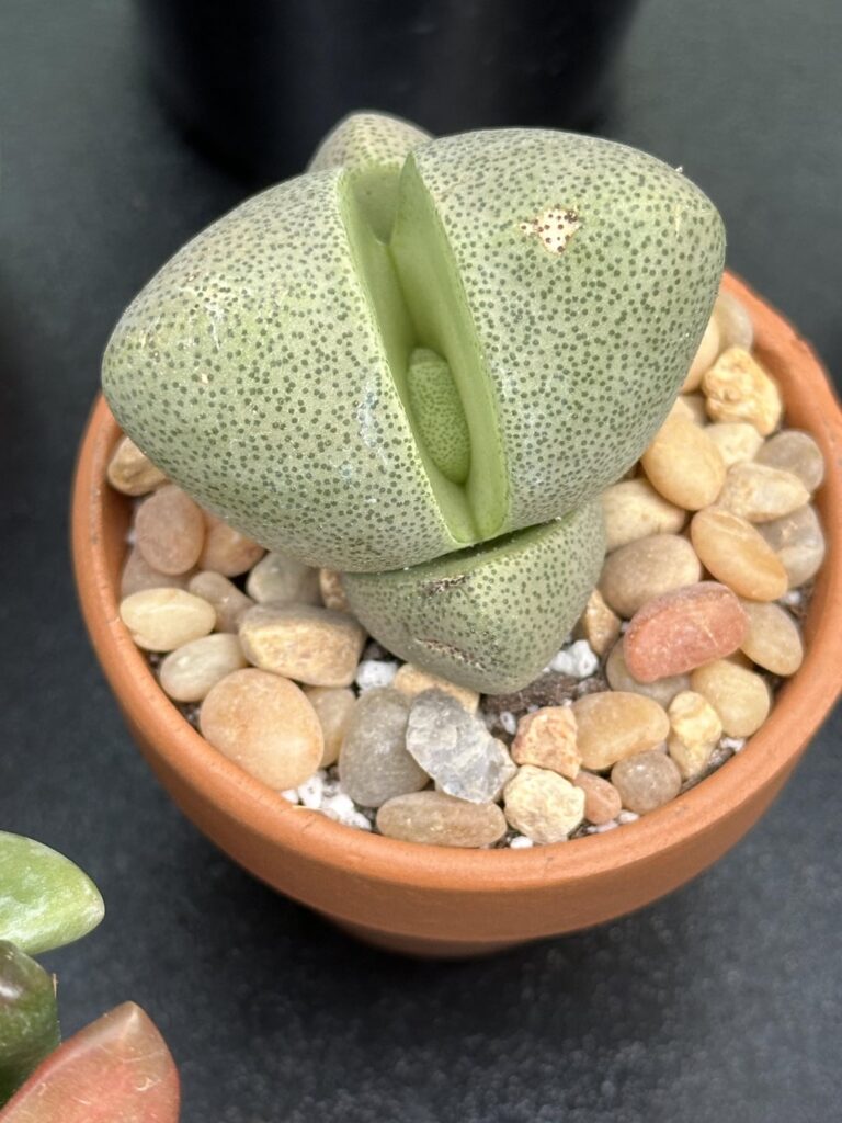 Split rock splitting after repotting