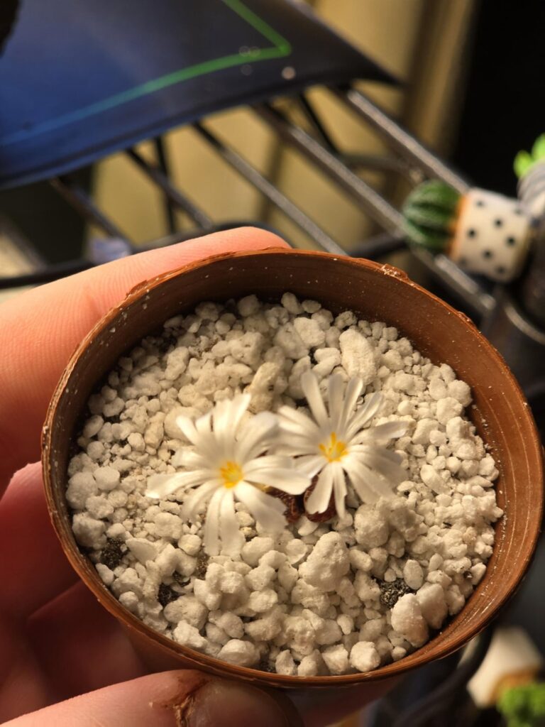 Anyone have an ID on this little guy?