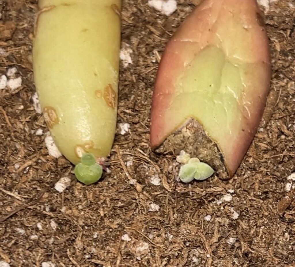 Will it survive without its leave