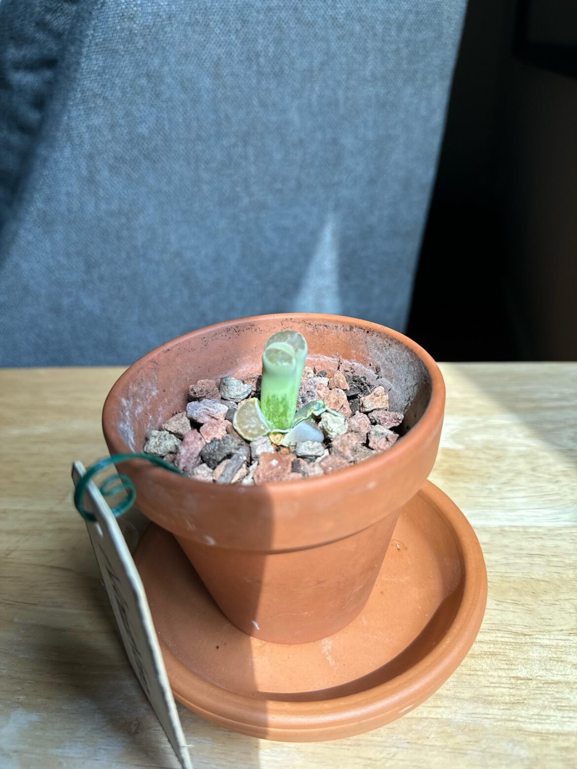 Is this rot? I appeared on the plant overnight