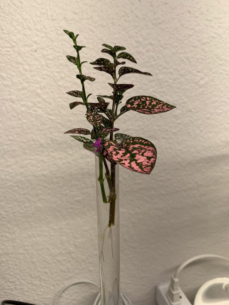 First prop! (Polka Dot Plant)
