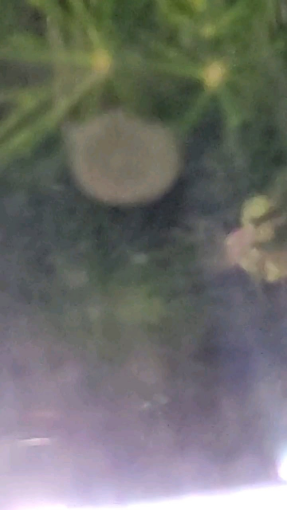 Hello does anyone knows what could this be?