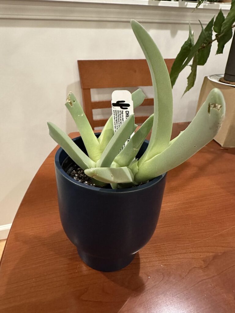 Cheiridopsis Denticulata thrive plan Cheiridopsis Denticulata thrive plan