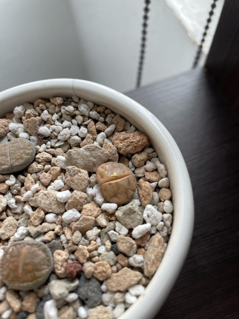 What’s happening to this Lithops? What’s happening to this Lithops?