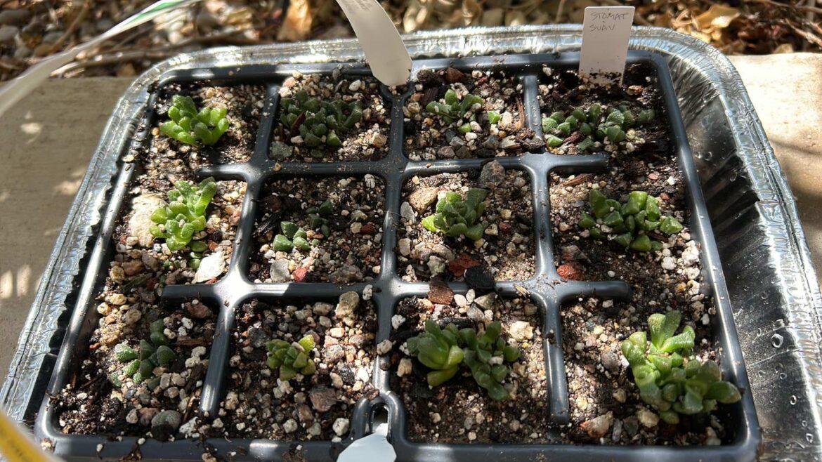 Reusing a plug tray to repot 6-month-old Stomatium suaveolens. My goal is to plant them in the garden next spring.