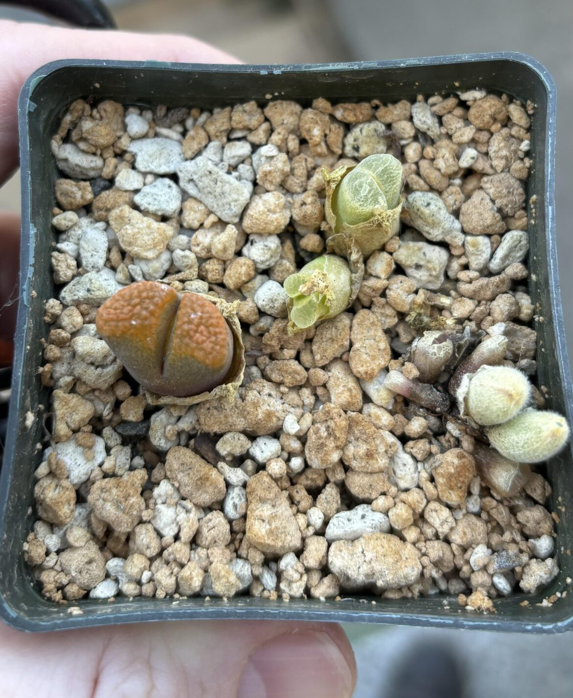 Got some free Conophytum - anyone know what they are? The fuzzy one is just pushing through, can’t really see what color it’s going to be
