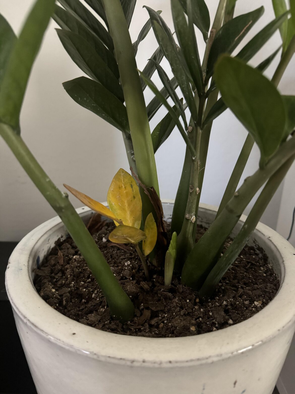 Should I cut this little yellow guy out?