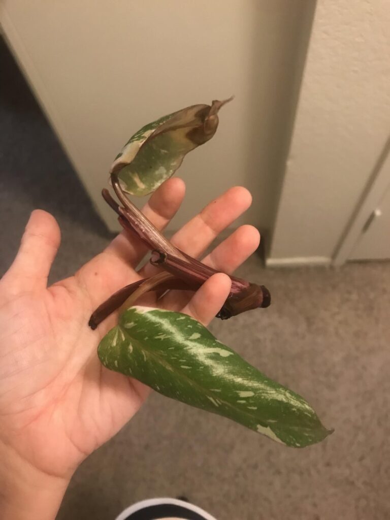 Taken from a sad, sad pink philo immediately after a brown leaf fell off. Any hope of propogating this? Or is that just root rot?