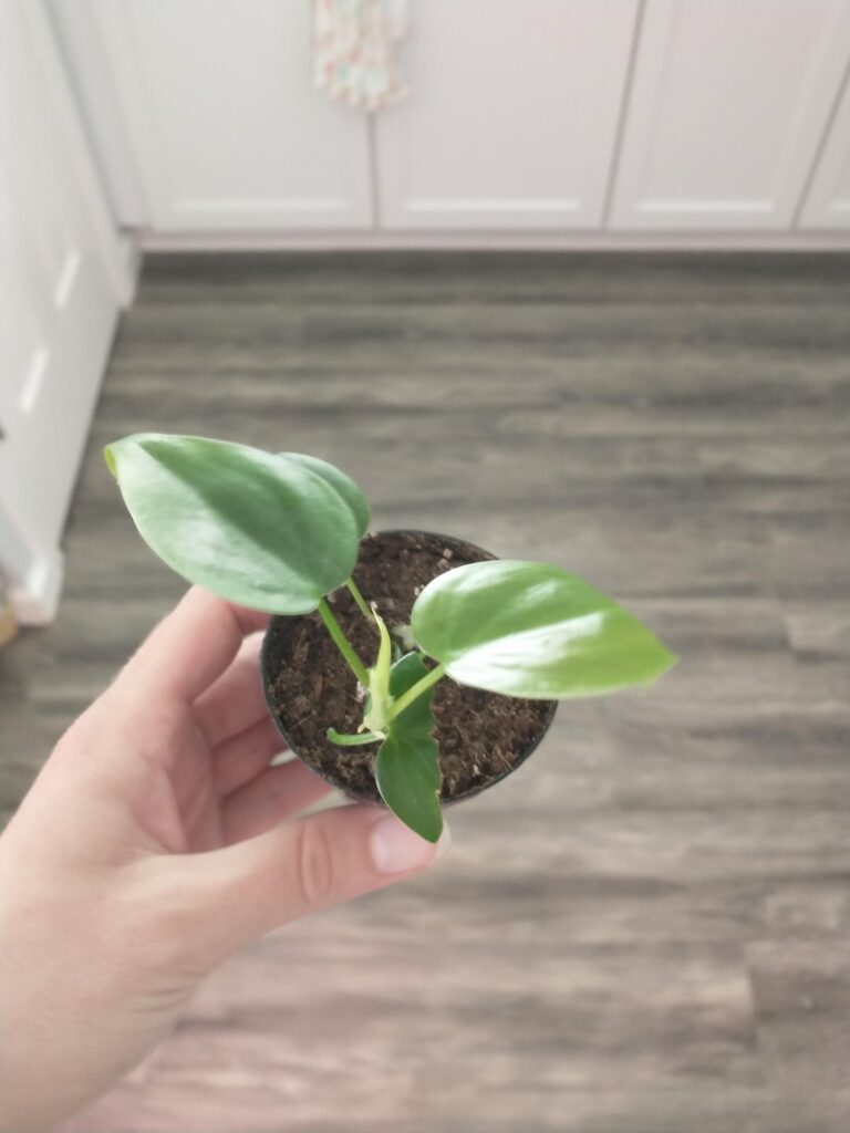 Started with 1 damaged leaf.