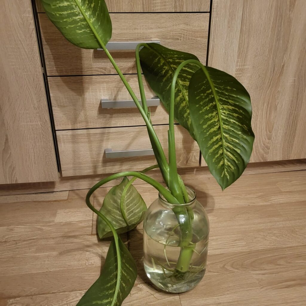 My first ever propagation, is it ready for soil?