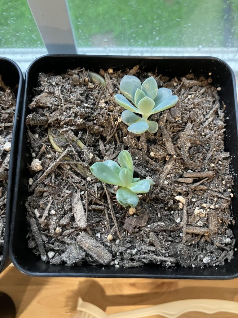 Grow, babies, grow!!!