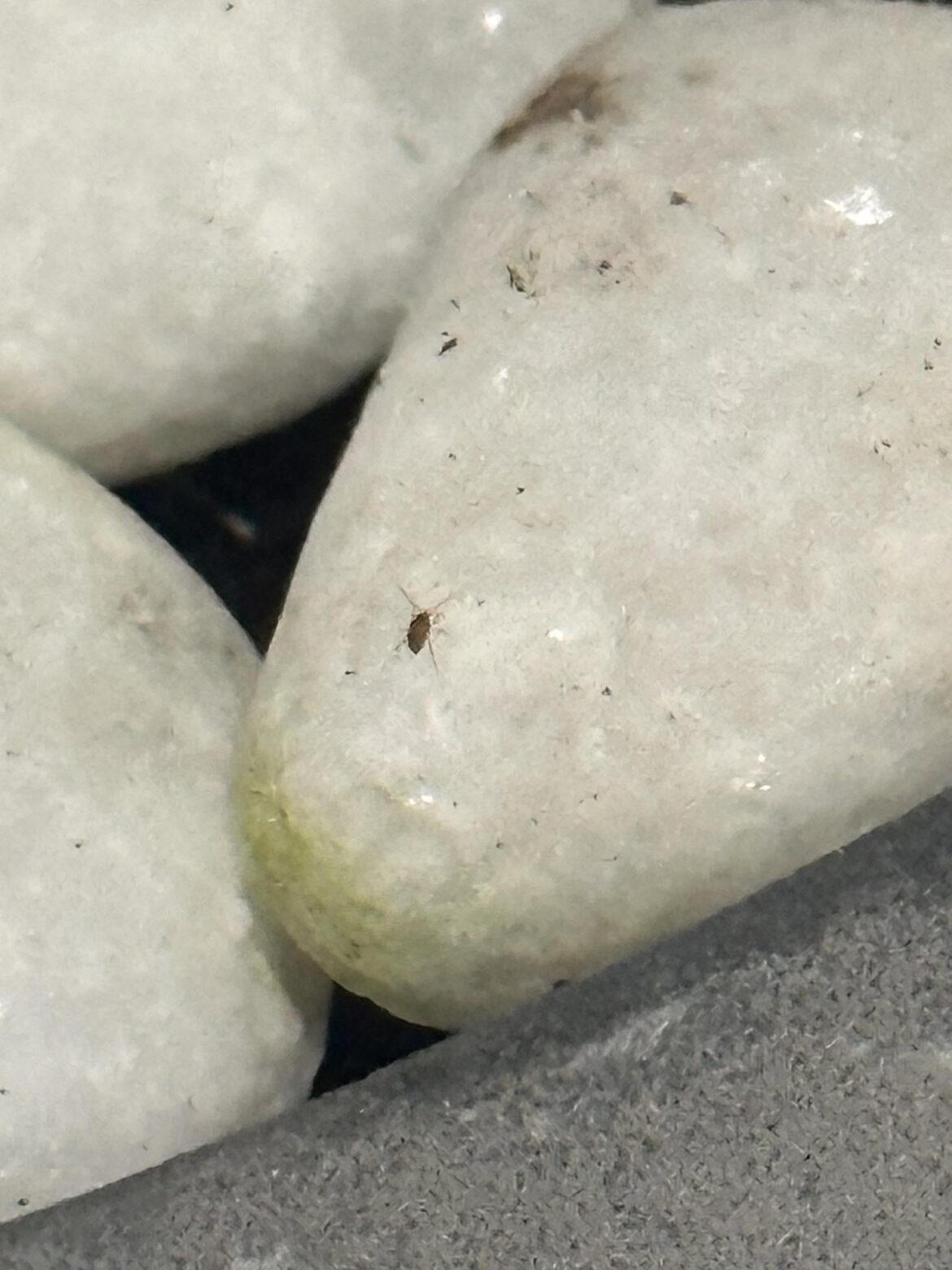 What is this insect?