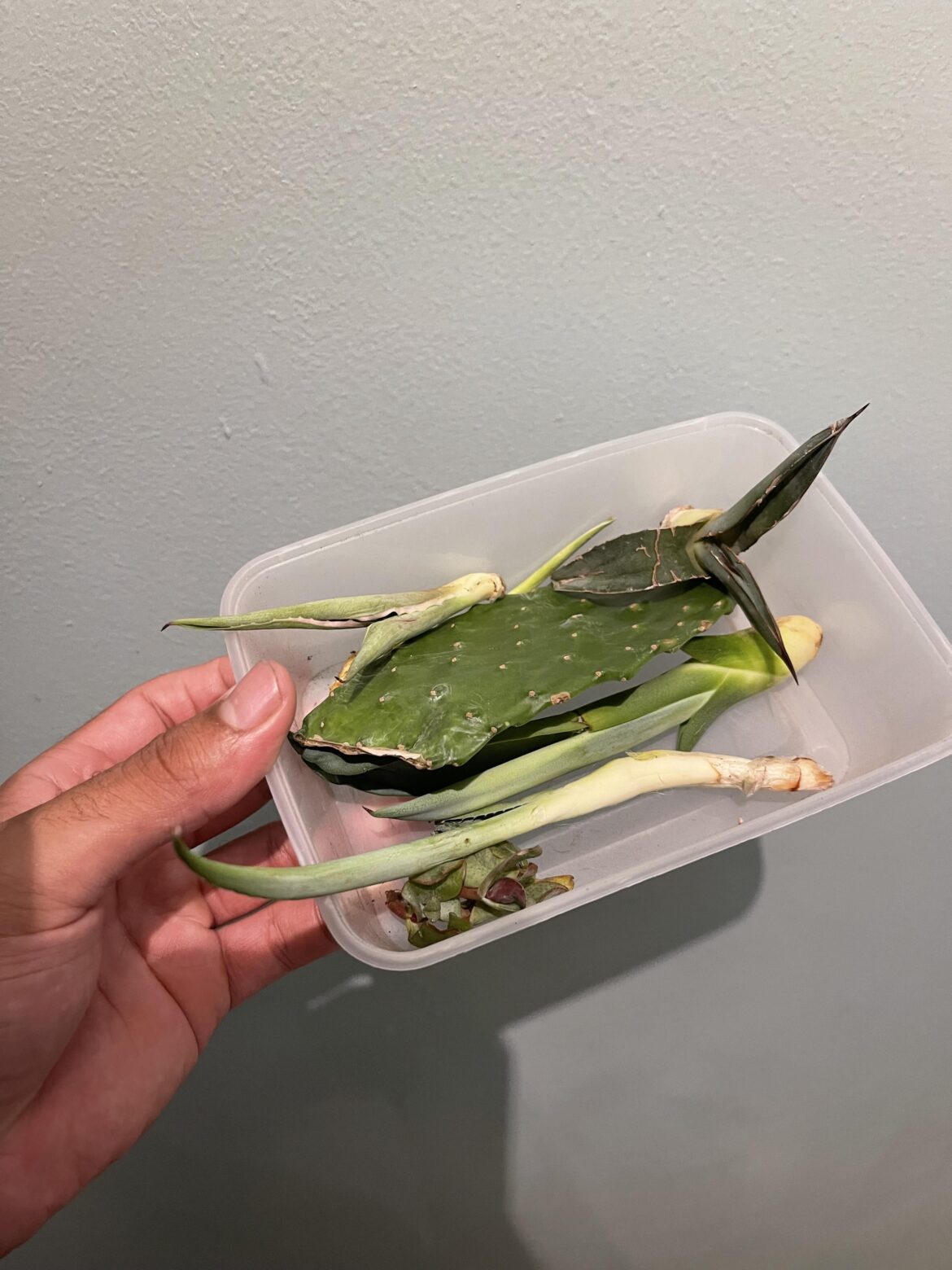 Im in aloe vera heaven rn
