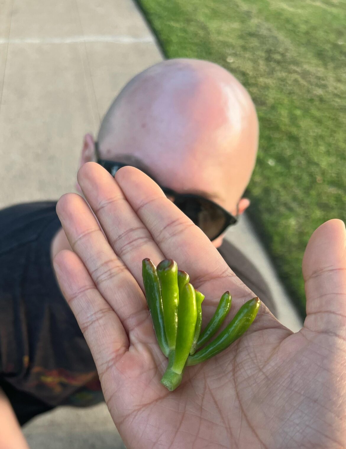 Succulent id?