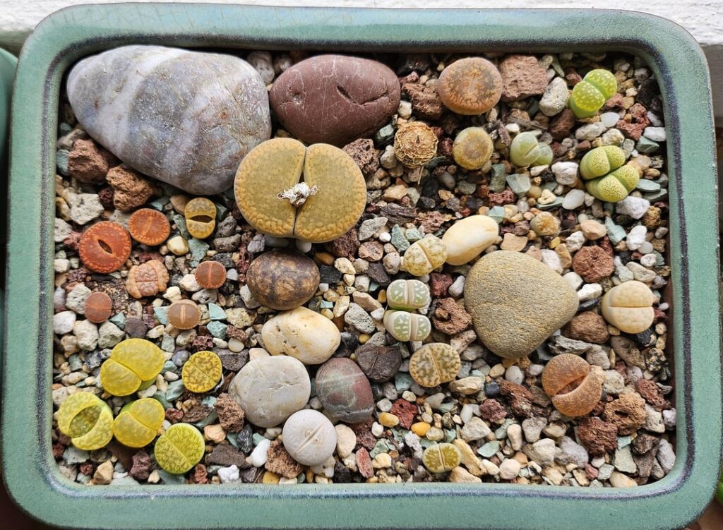 Pebble collection 1 year later - How many brains can you see?