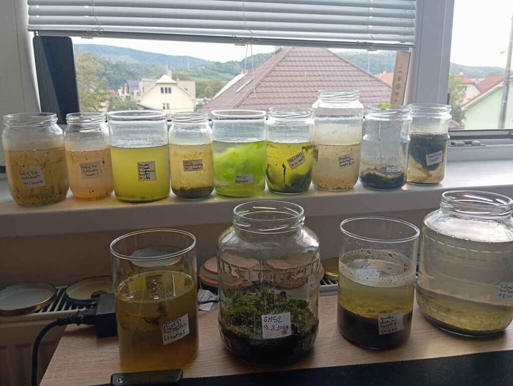 My open jarrarium collection
