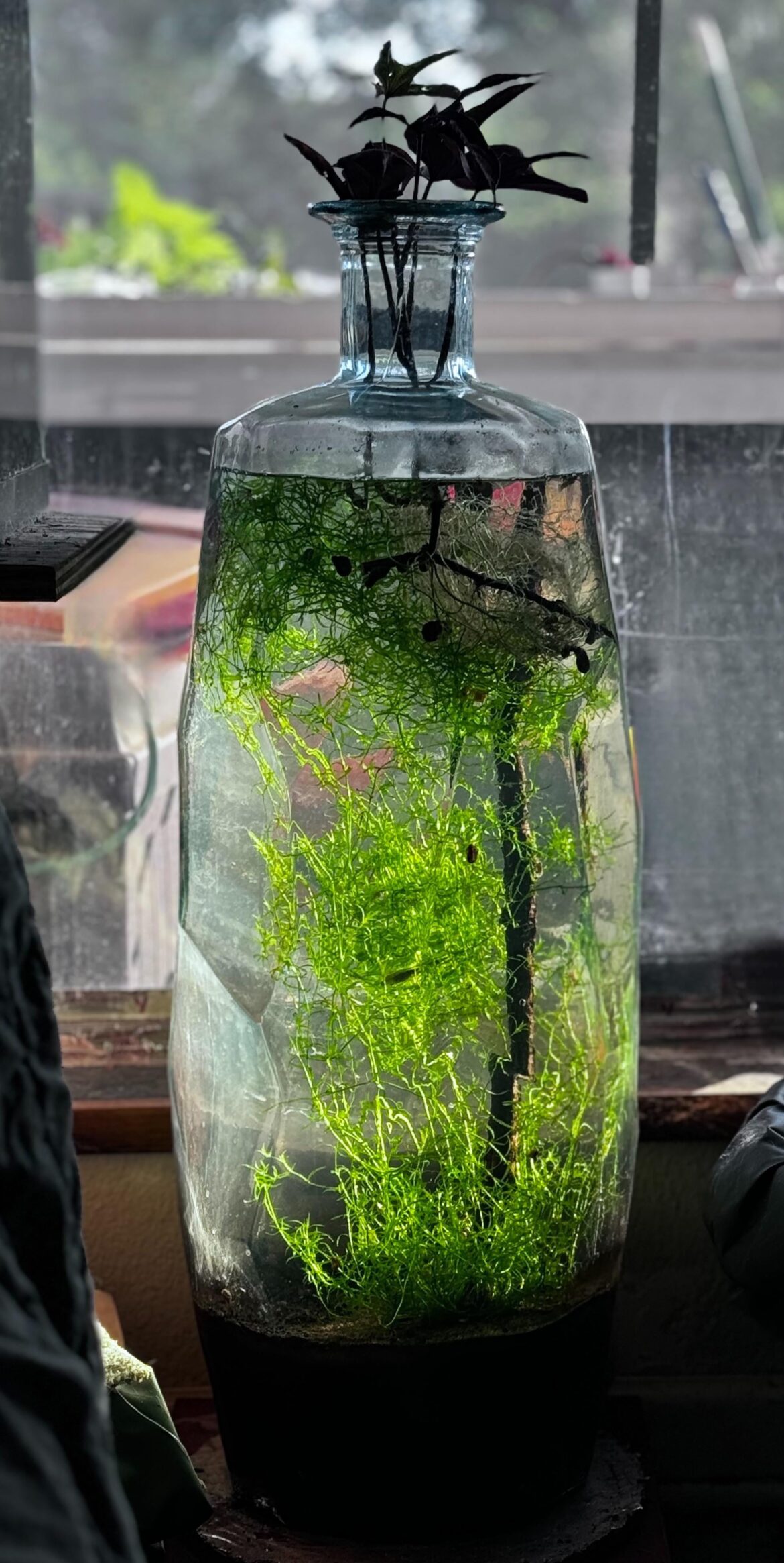 I just pulled 3 oz of guppy grass out of this 3ft tall floor vase and stuck a cutting of the brown variety of the sweet potato vine in it.