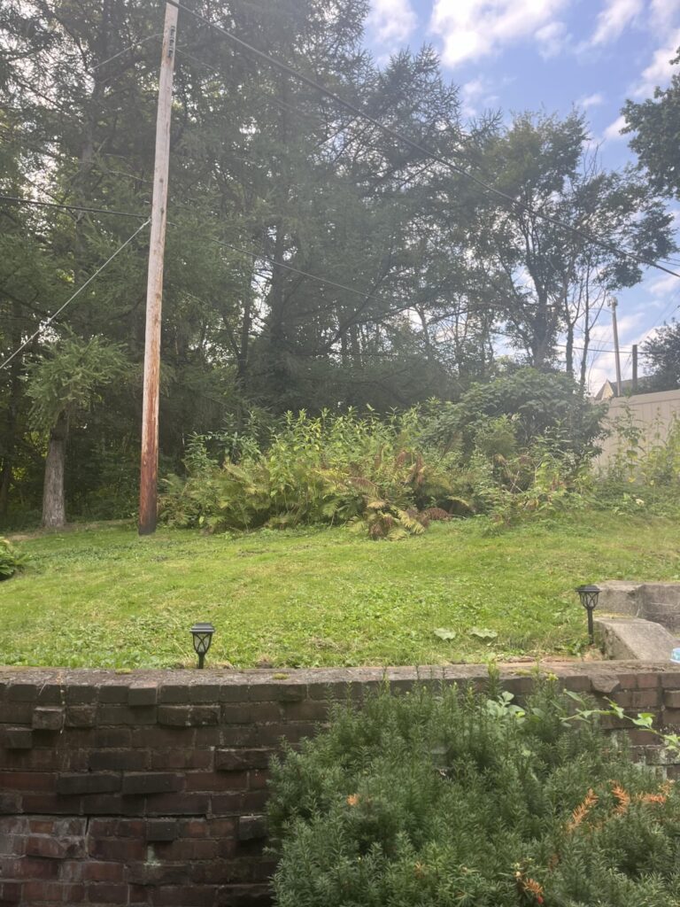 How can I attack these weeds? How can I attack these weeds?