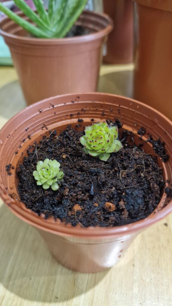 Help please 🌱💚