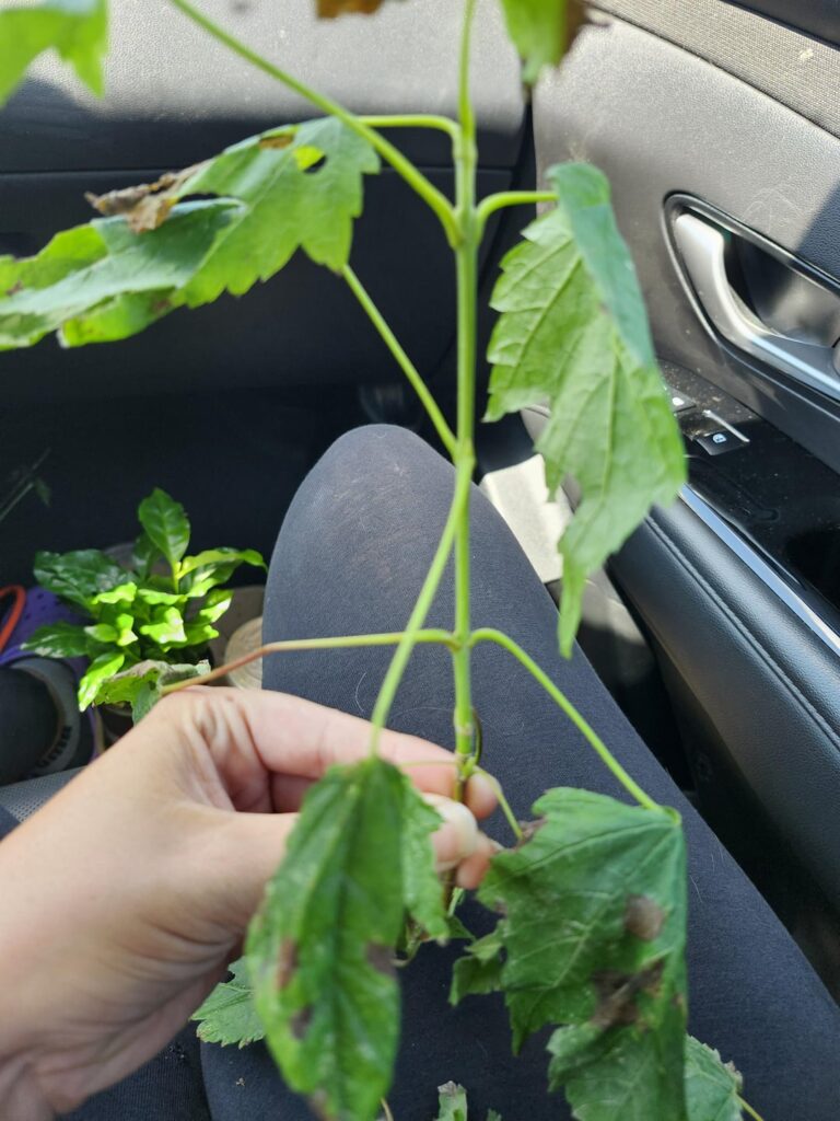 Are these able to be propagated?🌱 Are these able to be propagated?🌱