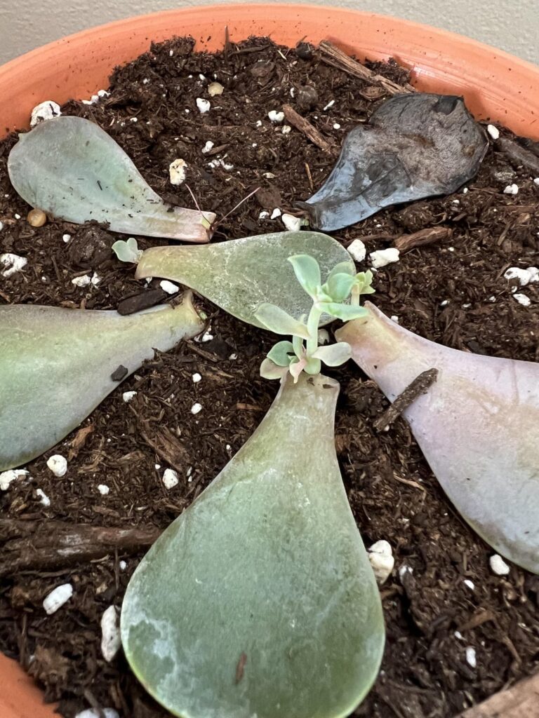 More Light for These Wee Babies? More Light for These Wee Babies?