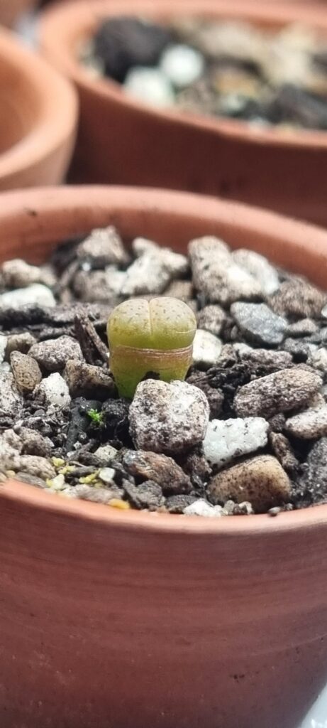6 months old from seed and fist split