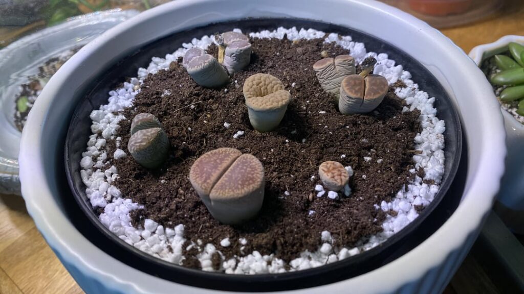 Please help, is it time to water?