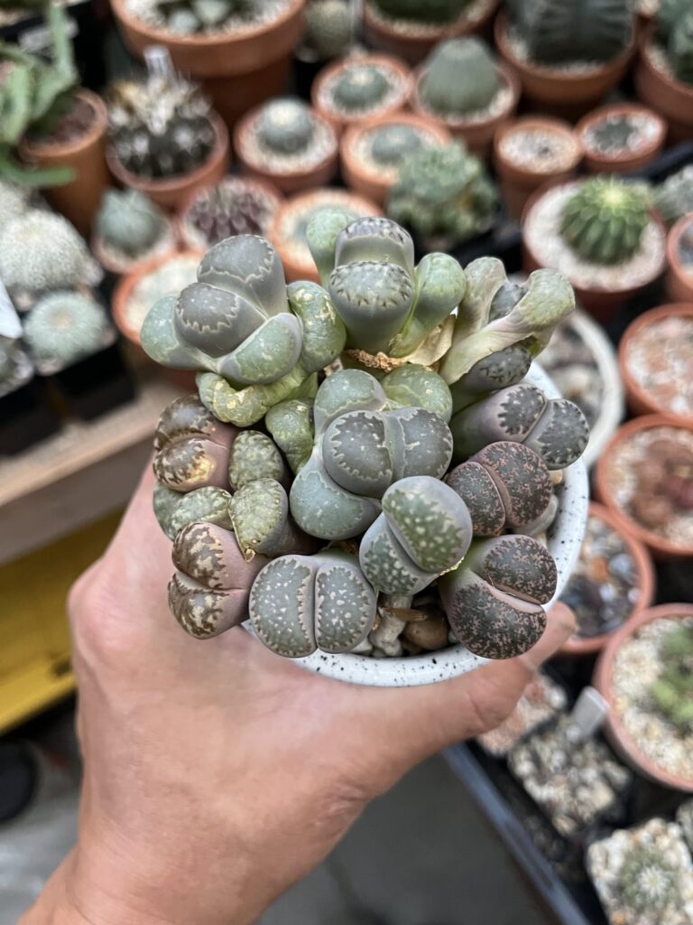 Tell me they’ll be fine. I know they’re not supposed to have more than 1 set of leaves but some of these have 3 sets:/