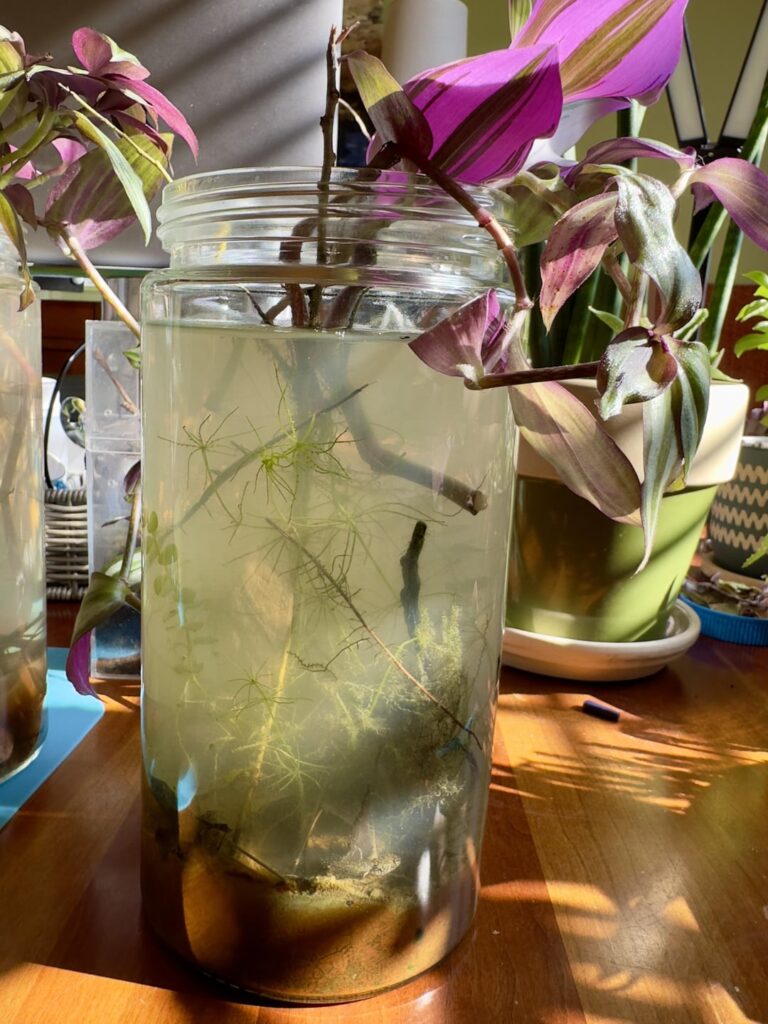 What’s killing my jar fauna, and how to balance light?