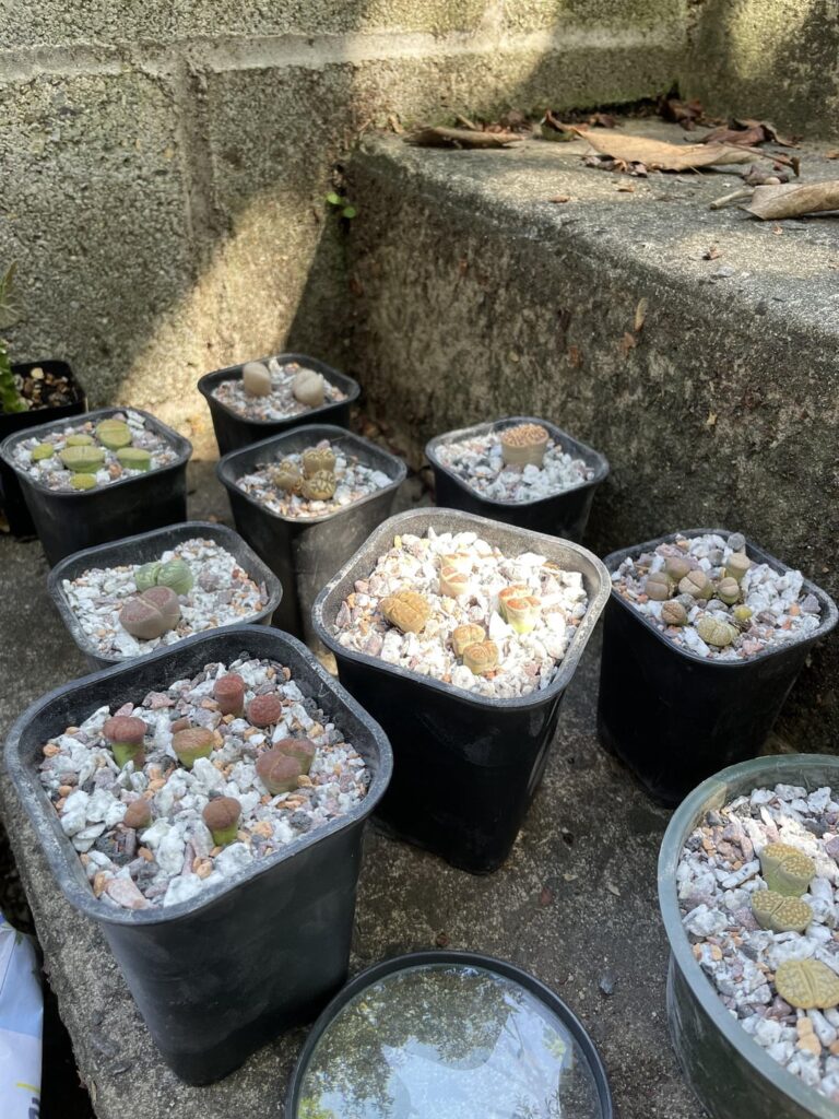 Where to put newly potted lithops?