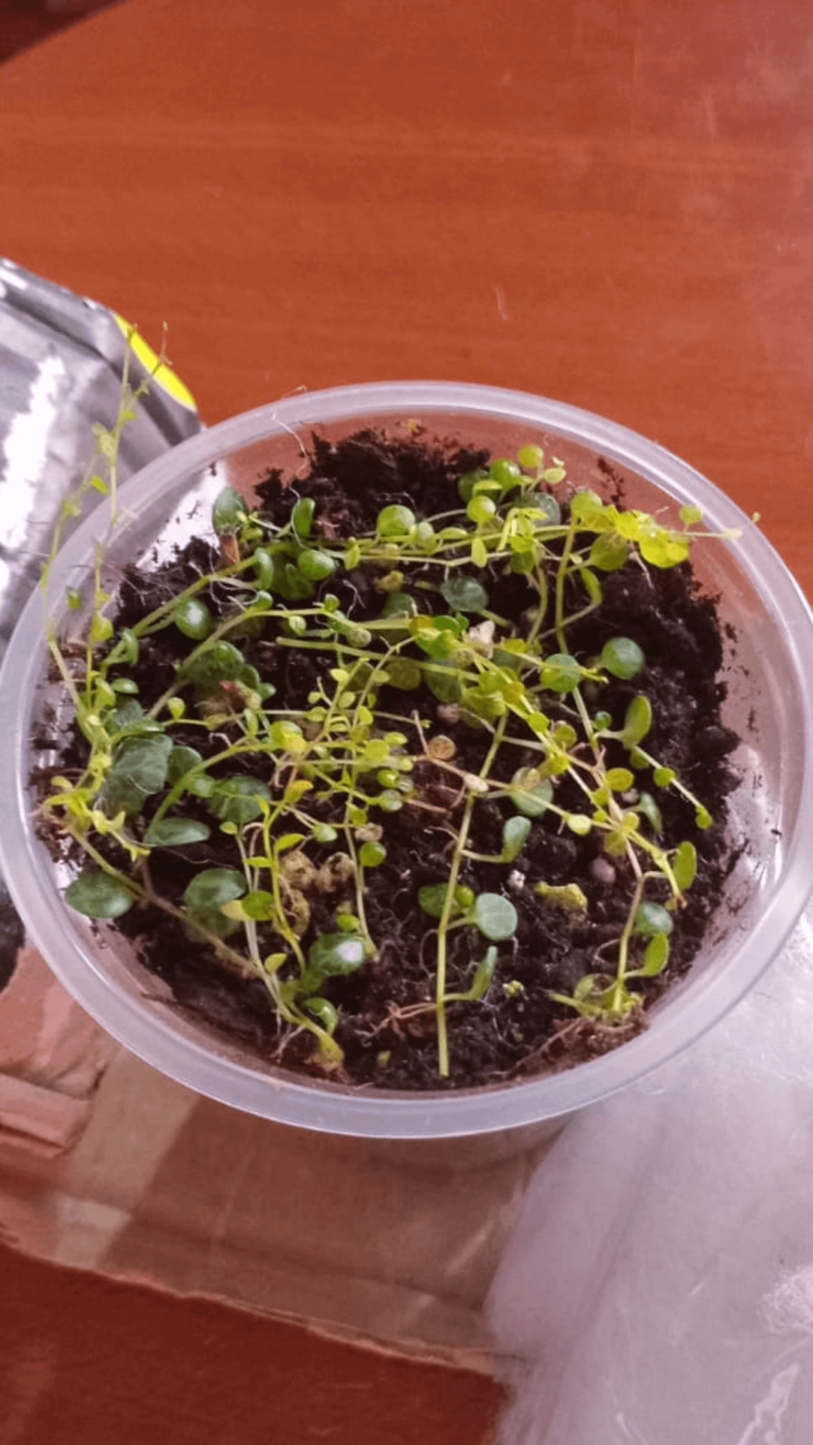 Can I repot this baby String of Turtles