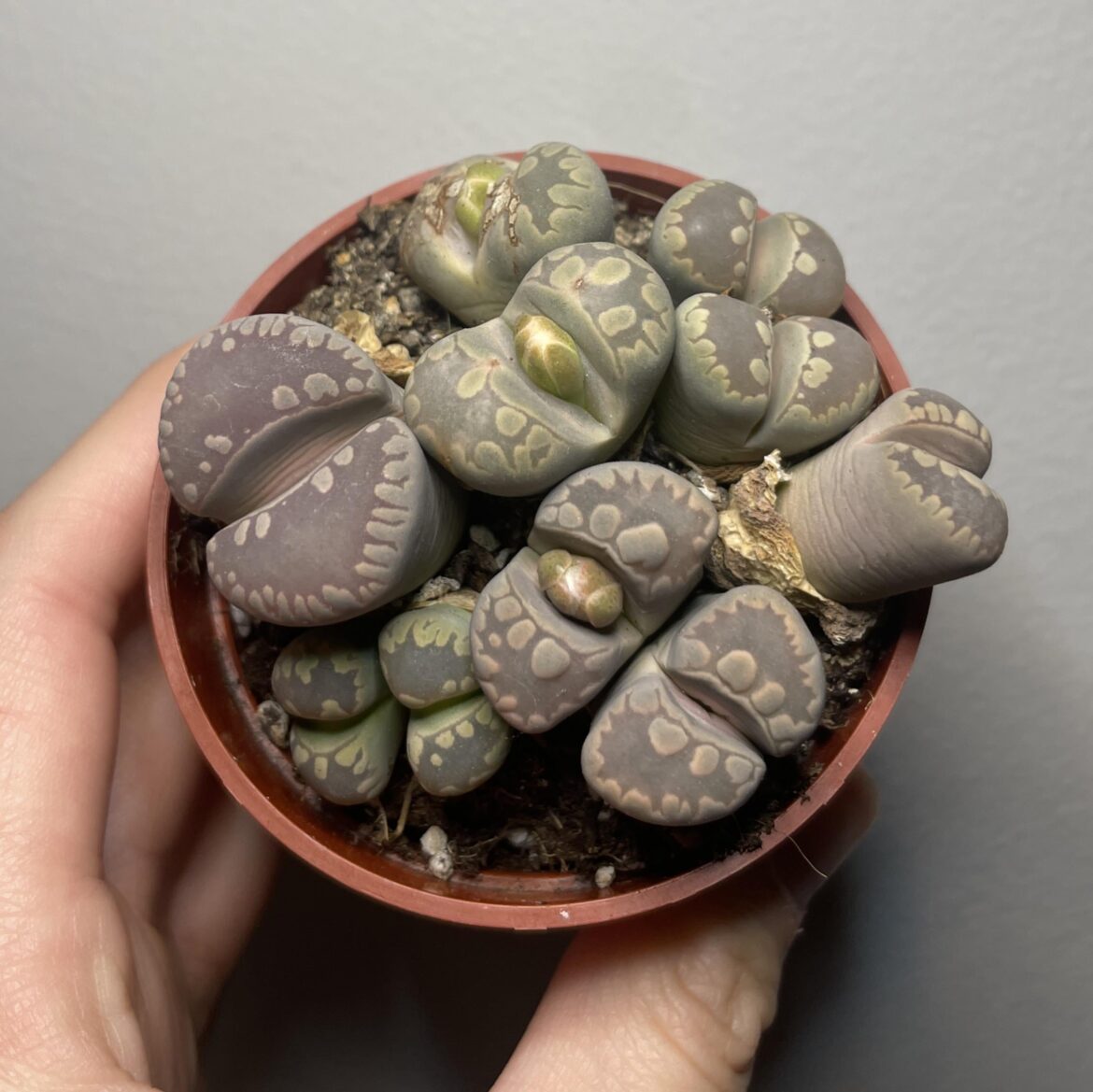 Butt growths?