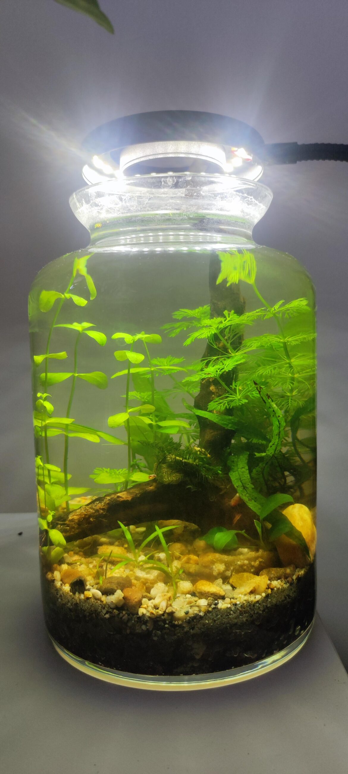 1 month old