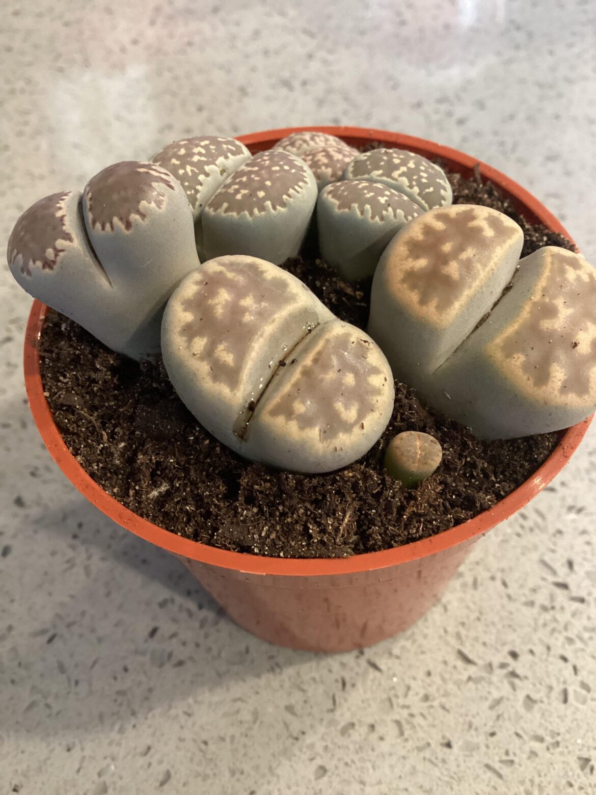 My lithop is watering..?