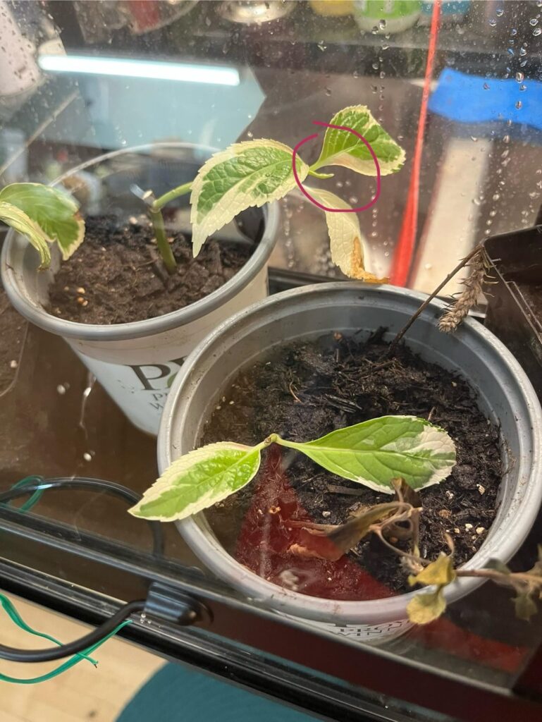 Propagating variegated hydrangea