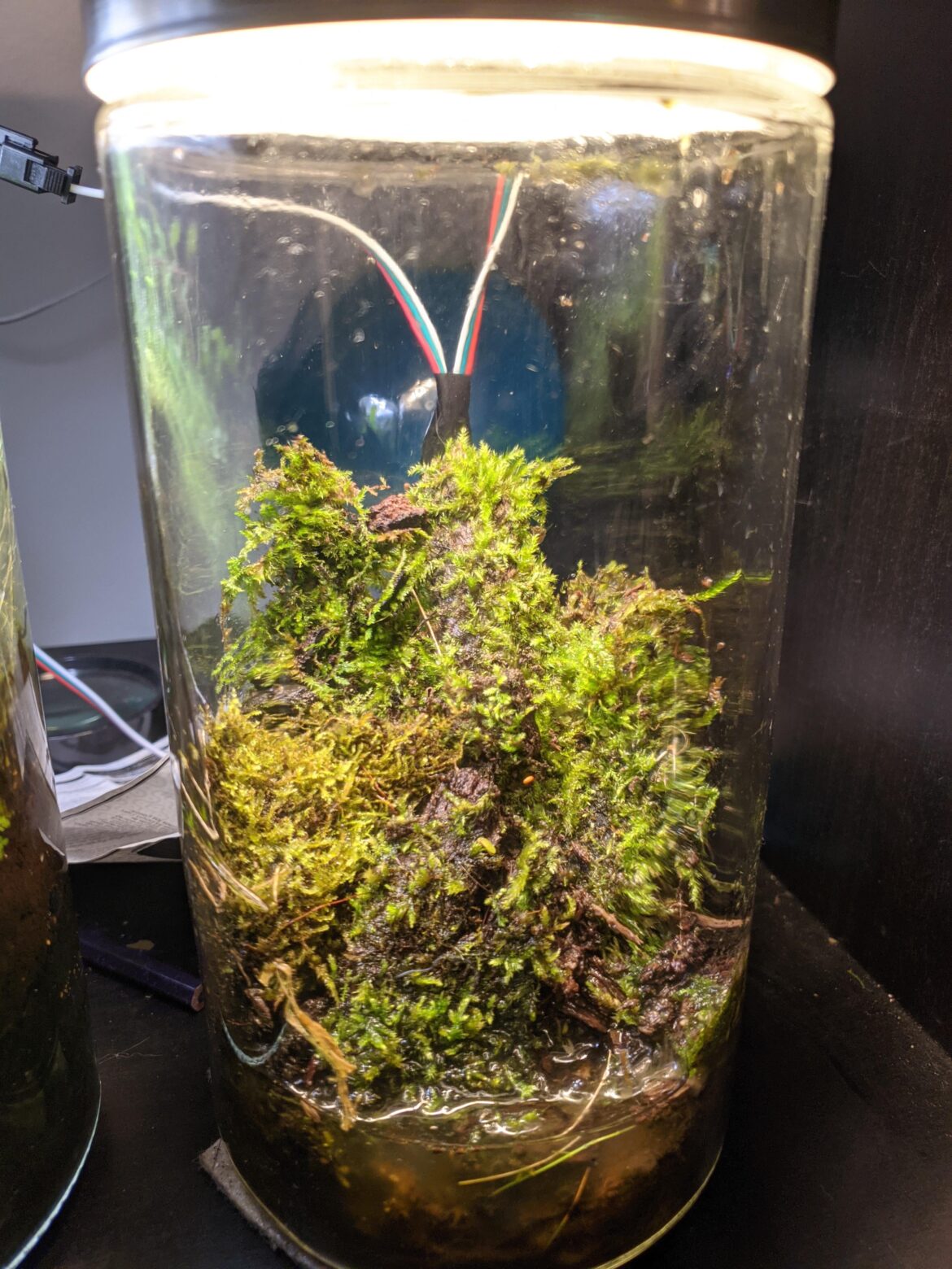 Mossworld