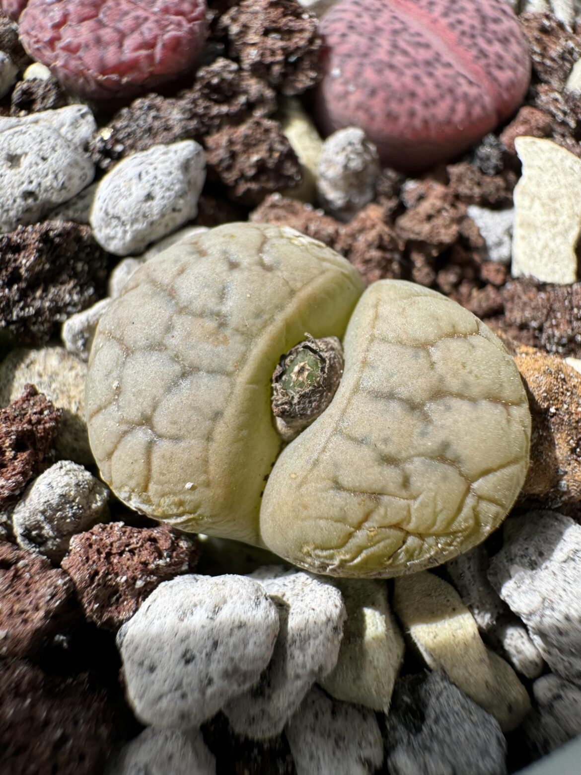 Is this a seed pod?