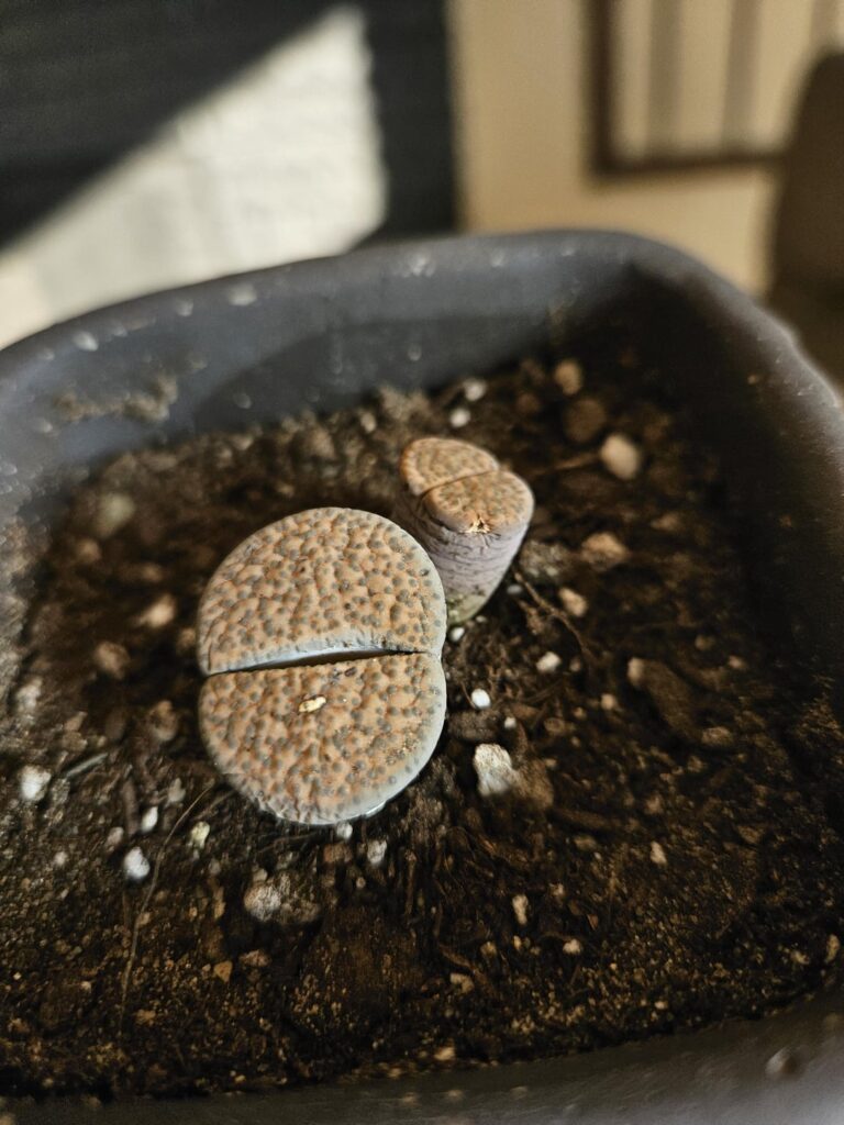 White spots? How to treat?