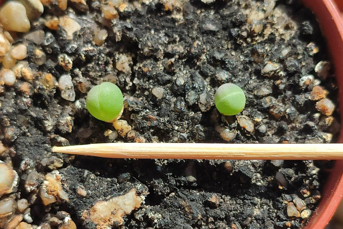 Two five months old Gibbaeum heathii and a toothpick for scale