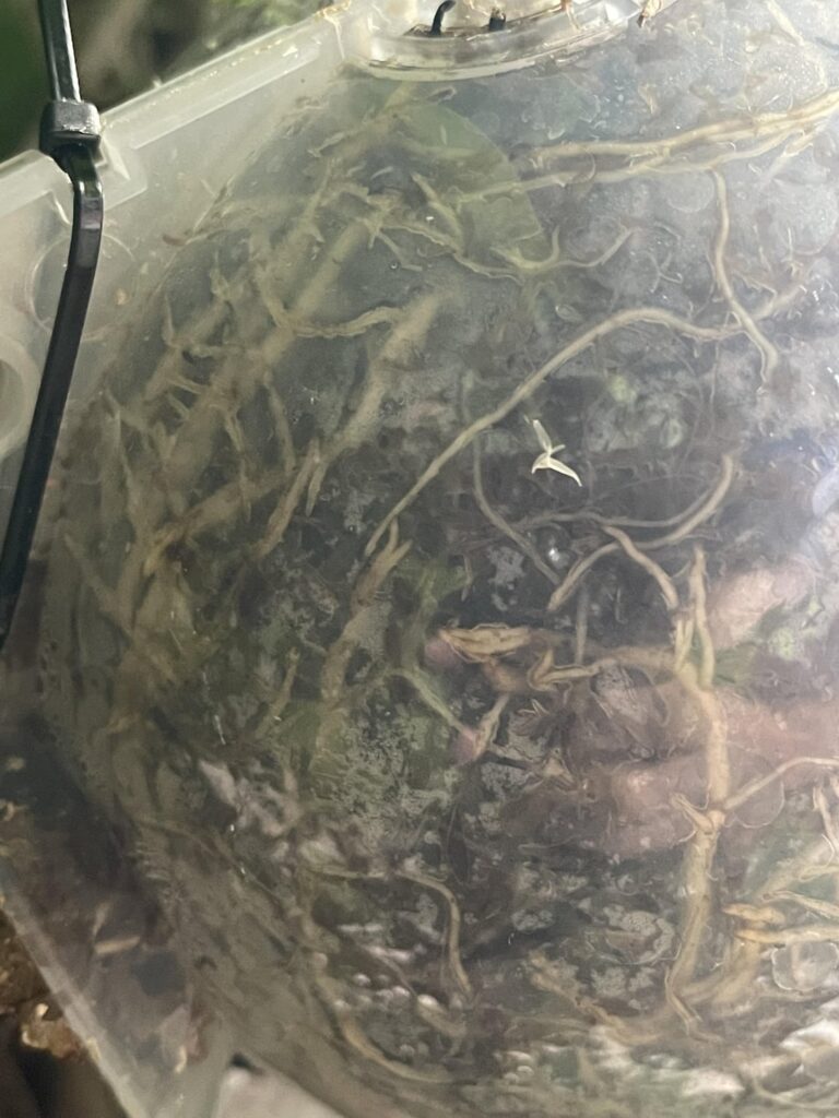First Air Layer A Success