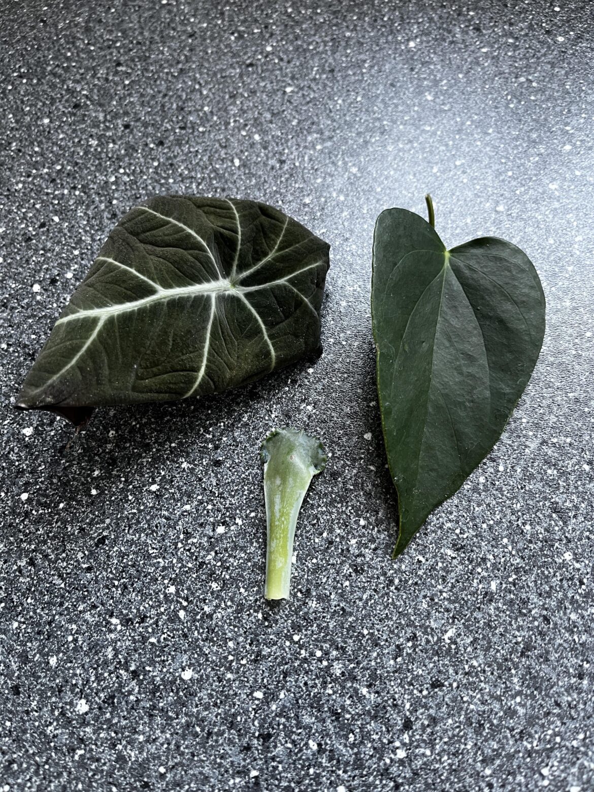 First Time Proplifter! First Time Proplifter!